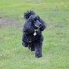 poodlefancy